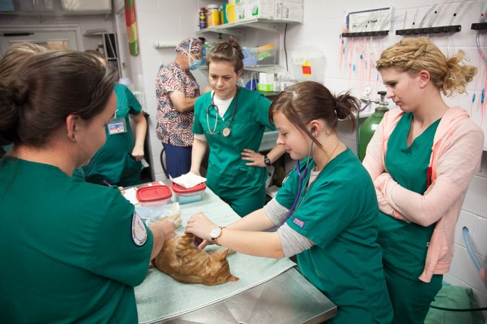 Veterinary technology program