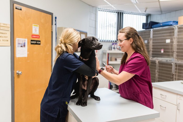 Veterinary technology program